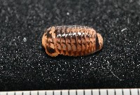 雙色木球馬陸藏品圖，第7張