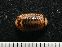 雙色木球馬陸藏品圖，第8張