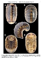 雙色木球馬陸藏品圖，第9張