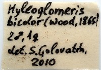 雙色木球馬陸藏品圖，第10張