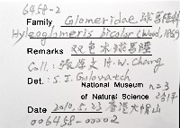 雙色木球馬陸藏品圖，第12張