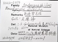 新種雄顎平馬陸藏品圖，第6張