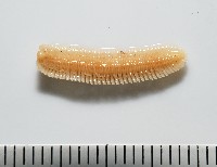新種雄顎平馬陸藏品圖，第3張