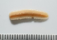 新種雄顎平馬陸藏品圖，第4張