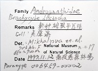 新種雄顎平馬陸藏品圖，第14張