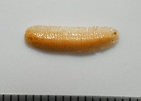 新種雄顎平馬陸藏品圖，第3張