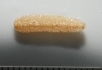 新種雄顎平馬陸藏品圖，第5張
