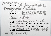 新種雄顎平馬陸藏品圖，第8張