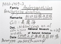 新種雄顎平馬陸藏品圖，第6張