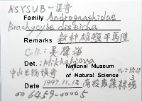 新種雄顎平馬陸藏品圖，第6張