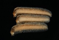 新種雄顎平馬陸藏品圖，第2張