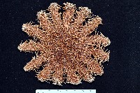 棘冠海星(長棘海星)藏品圖，第2張