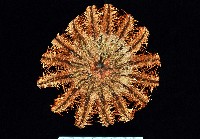 棘冠海星(長棘海星)藏品圖，第3張