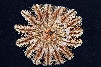 棘冠海星(長棘海星)藏品圖，第4張