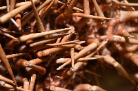 棘冠海星(長棘海星)藏品圖，第7張