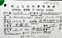 棘冠海星(長棘海星)藏品圖，第8張