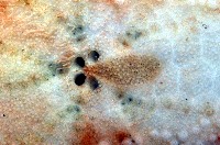 秀麗布萊海膽藏品圖，第2張