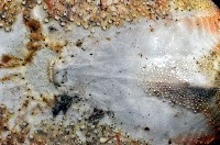 秀麗布萊海膽藏品圖，第4張