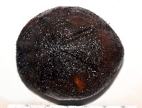 心形海壺藏品圖，第1張