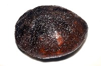 心形海壺藏品圖，第2張