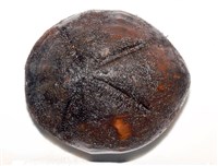 心形海壺藏品圖，第5張