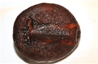 心形海壺藏品圖，第7張
