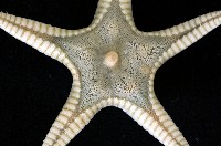 櫛盤海星藏品圖，第2張