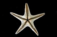 櫛盤海星藏品圖，第3張