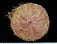 疣小肛海膽藏品圖，第1張