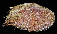 疣小肛海膽藏品圖，第3張