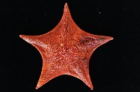 日本五角海星藏品圖，第1張