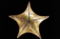 日本五角海星藏品圖，第2張