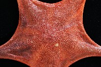 日本五角海星藏品圖，第3張