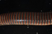 浙山蛩(浙旋刺馬陸)藏品圖，第3張