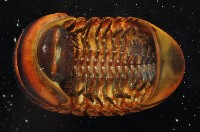 未知種球馬陸藏品圖，第4張