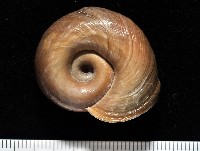 登錄號:006501-00001藏品圖，第1張
