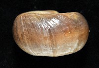 登錄號:006501-00001藏品圖，第3張