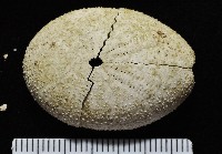 平壺海膽藏品圖，第1張