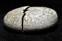 平壺海膽藏品圖，第2張