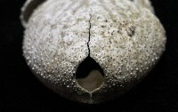 平壺海膽藏品圖，第3張