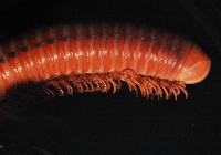 磚紅厚甲馬陸藏品圖，第4張