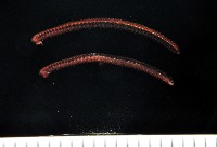 顆粒雕囊馬陸藏品圖，第4張
