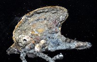 皮亞氏鶯蛤藏品圖，第2張