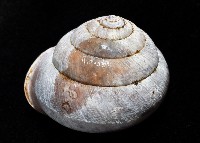 栗蝸牛藏品圖，第3張
