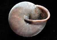 栗蝸牛藏品圖，第4張