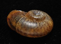 臺灣山蝸牛藏品圖，第3張