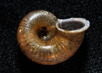 臺灣山蝸牛藏品圖，第4張