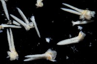 棘冠海星(長棘海星)藏品圖，第4張