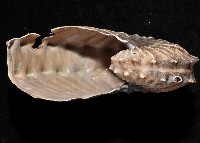 闊船蛸藏品圖，第4張