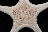 櫛仿角海星藏品圖，第2張